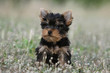 © Dogs - puppy dog alone