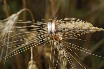 golden wedding rings on ear