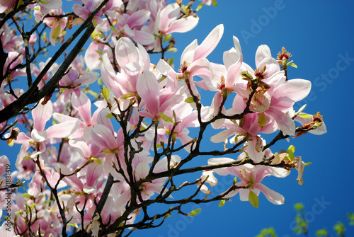 Obraz na płótnie canvas czteroczęściowy "tetraptyk" Magnolia w pełnym rozkwicie