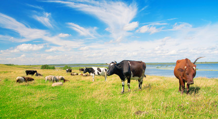 Wall Mural - pasture