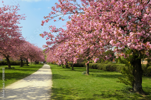 Fototapeta na wymiar Blühende Kirschbäume im Sonnenschein