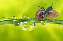 Two Snails On Dewy Grass
