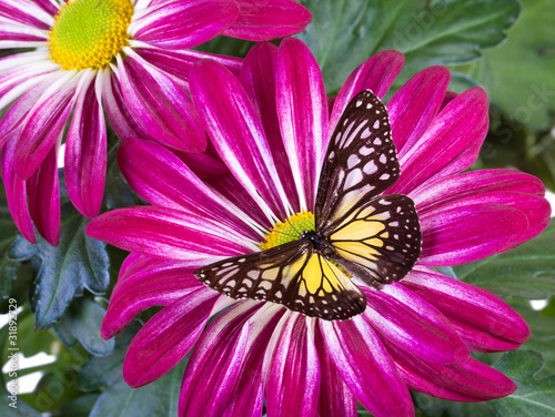 Tapeta ścienna Żółty szklisty motyl tygrysa