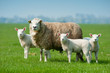 canvas print picture - Mother sheep and her lambs in spring