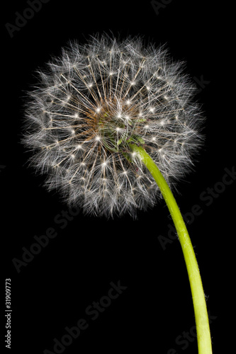 Obraz na płótnie canvas dwuczęściowy "dyptyk" Mniszek lekarski (taraxacum officinale)