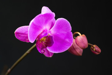  Purple orchid isolated on black