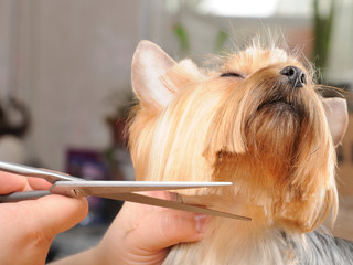 Wall Mural - Professional grooming