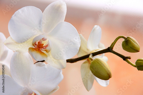 Obraz na płótnie canvas Biała orchidea (phalaenopsis) z pąkami