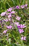 Fototapeta Tęcza - field flowers