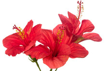Red Hibiscus Isolated On The White Background