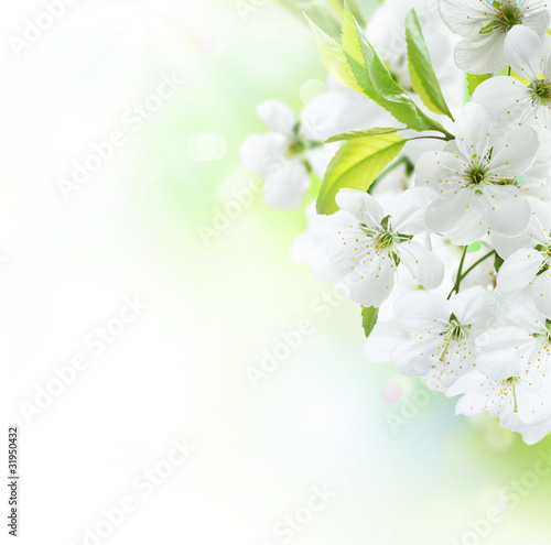 Fototapeta do kuchni Spring Cherry Flowers border. Orchard