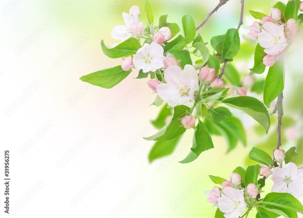 Apple Spring Flowers. Blossom Design - obrazy, fototapety, plakaty 