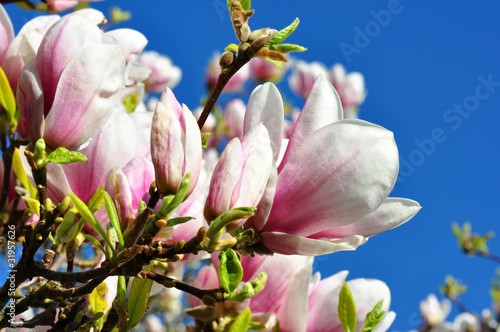 Board z aluminiowym obramowaniem Magnolienbaum