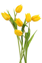 Yellow Tulips On White Background