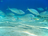 Fototapeta Do akwarium - School of Sand steenbras fish underwater in the Mediterranean sea, French riviera, France