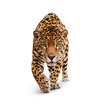 canvas print picture Jaguar - animal front view, isolated on white, shadow