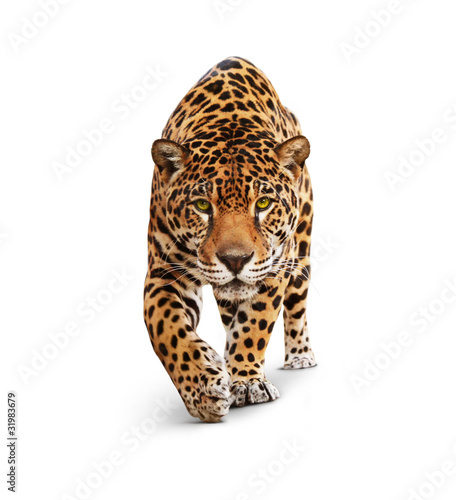 Jaguar - animal front view, isolated on white, shadow Poster Mural XXL