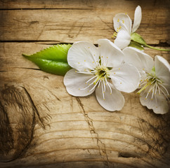 Fotomurales - Wood background with spring blossom