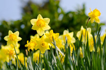 Yellow Daffodils  In The Garden