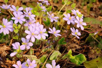 Wall Mural - First Spring Flowers