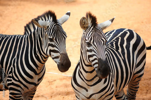 Obraz na płótnie canvas Zebra