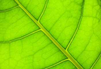 Wall Mural - green leaf background