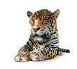 Leinwandbild Motiv Jaguar, Panther, front view, isolated on white, shadow
