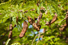 Tamarind Tree With Seed Many Seed Pods