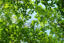 Fresh Spring Green Tree Leaves Canopy In A Forest..