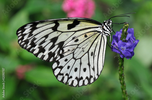 Tapeta ścienna Motyl z papieru ryżowego