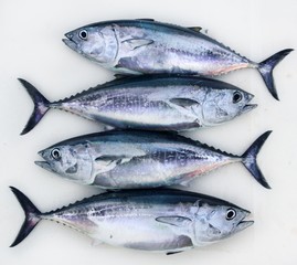 Wall Mural - bluefin four tuna fish Thunnus thynnus catch row