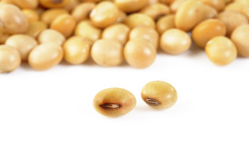 soybean