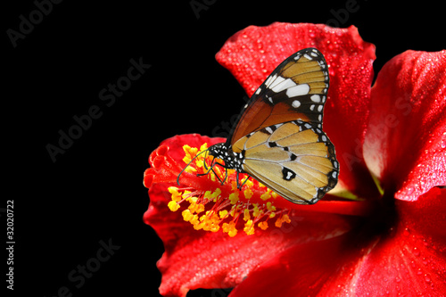 Tapeta ścienna Hibiskus kamli o błogości