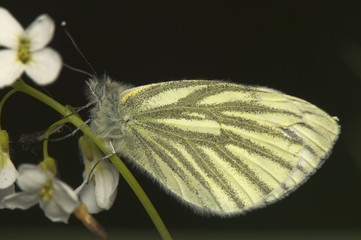 Sticker - Pieris