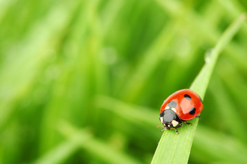 ladybug on grass