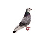 Pigeon isolated on white background