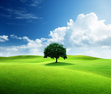 One Tree And Perfect Grass Field