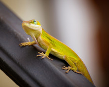 Portrait Of Green Carolina Anole Lizard.