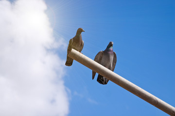 a pair of doves