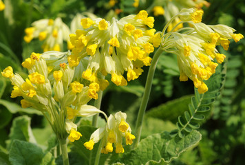 Sticker - Primula veris plant, common name - Cowslip