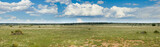 Fototapeta  - Grassy prairie of Texas - panorama