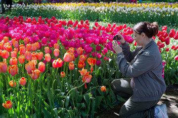 Wall Mural - ragazza che fotografa i tulipani