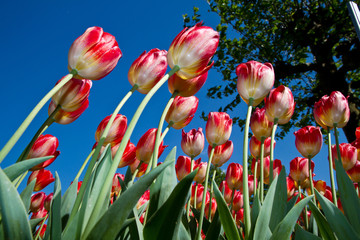 Wall Mural - tulipani