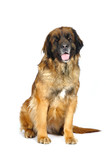 Fototapeta Psy - Leonberger in studio