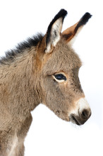 Baby Donkey 5 Days Old In Studio