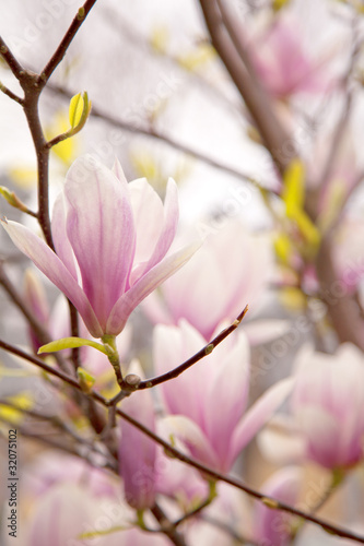 Board z aluminiowym obramowaniem Kwiat magnolii