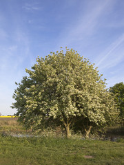 Sticker - whitebeam tree