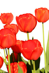 Wall Mural - Red tulips on a white