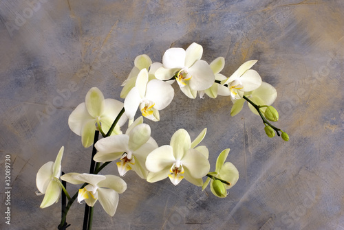 Obraz na płótnie canvas czteroczęściowy "tetraptyk" Biała orchidea