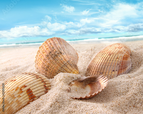 Tapeta ścienna Muszle w piasku na plaży